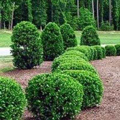 HORTICULTURE AND ITS COMPONENTS - IHMNOTESSITE